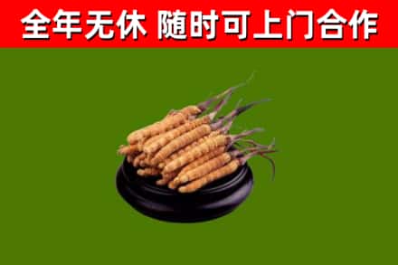 百色烟酒回收冬虫夏草.jpg
