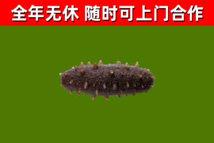 百色烟酒回收干海参.jpg